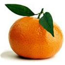 Clementine Corse De France Par 500g