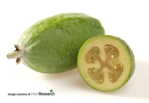 Feijoa De France Par 250g