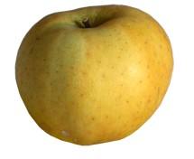 Pomme Chanteclerc De France Par 500g